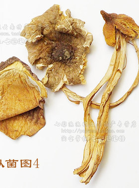 野生鸡枞菌精品正宗蚁鸡枞干货50克云南三塔菌鸡枞菇鸡棕菌蘑菇