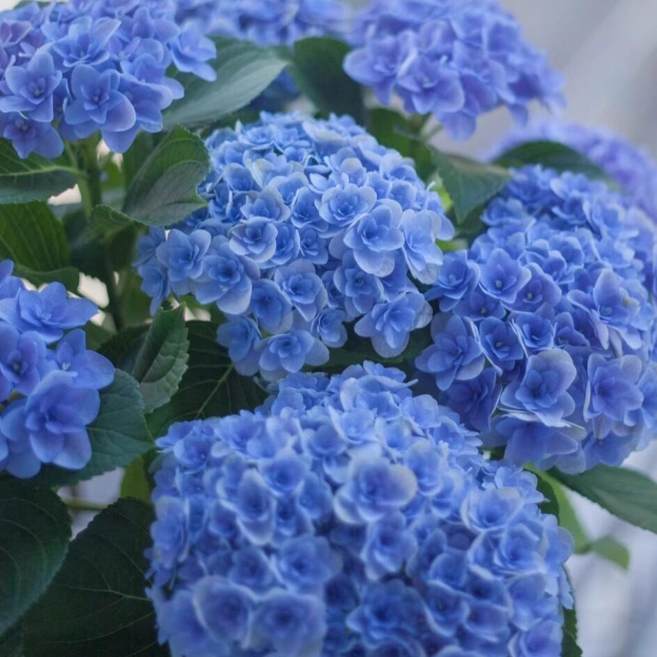 原野先生花园（6加仑 弗洛伦蒂娜）仙气绣球阳台可调色多变重瓣花,鲜花速递/花卉仿真/绿植园艺,绿植,淘宝优惠券,粉丝福利购,淘宝优惠卷