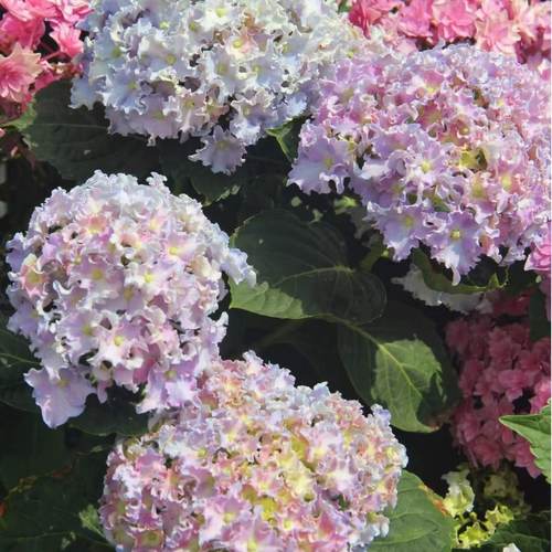 原野先生花园（2加仑细高跟）阳台庭院盆栽地栽绣球植物夏季