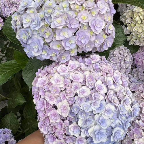 原野先生花园（2/3加仑花宝）阳台庭院盆栽地栽绣球植物夏季