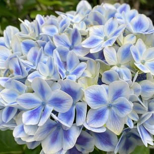 养护大花绣球 薄荷拇指 原野先生花园 2加仑