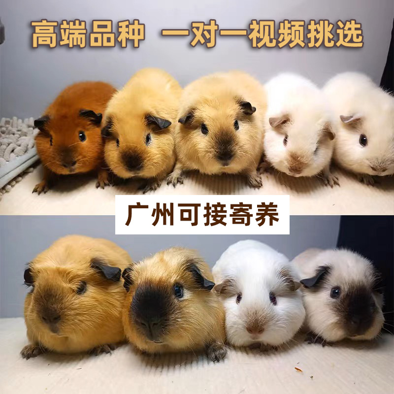 高端荷兰猪活体加州美泰豚鼠泰加