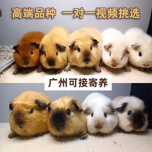 荷兰猪活物宠物荷兰鼠河南猪幼崽鼠天竺鼠车车活体美泰加州豚鼠