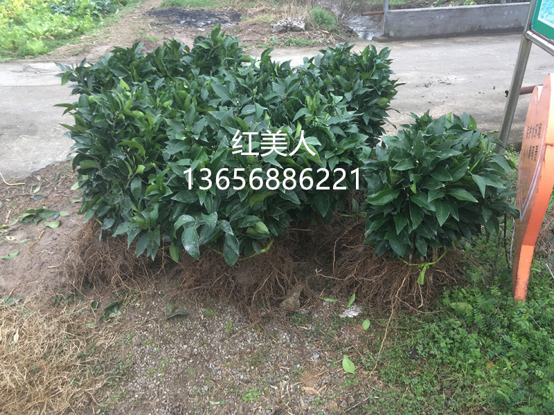 正宗象山美人柑橘苗爱媛起卖