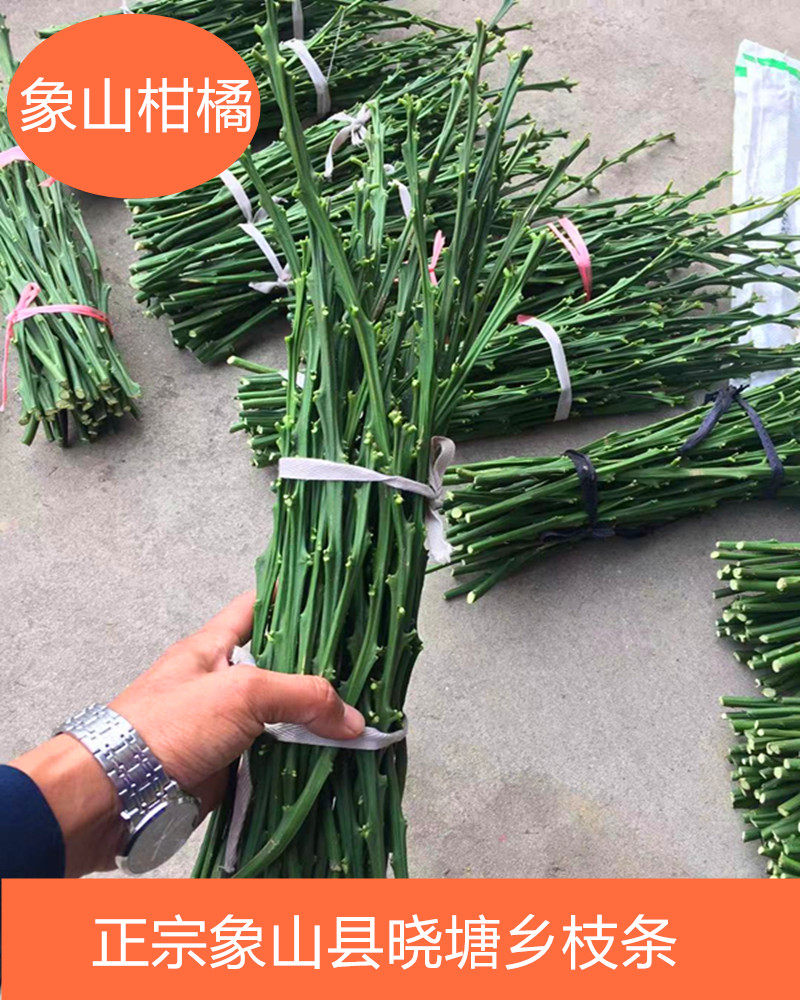 红美人28黄美人嫁接枝条象山柑橘