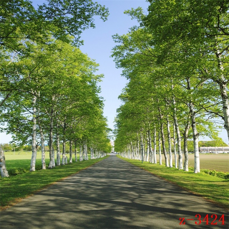 主播直播背景布野外春季风景树林公园小路主播直播间背景墙3d立体