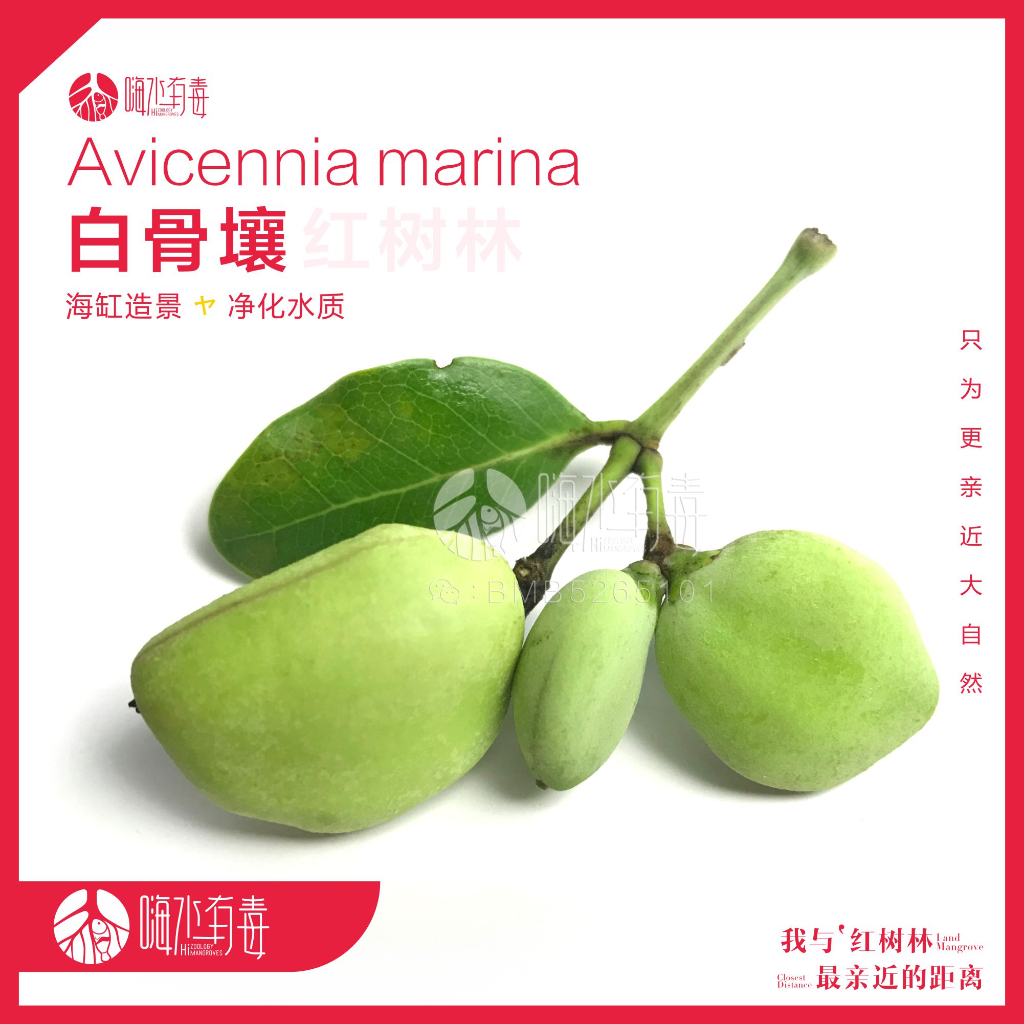 海水植物红树种子白骨壤红树苗