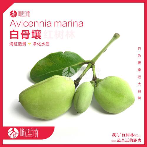 白骨壤 红树种子 秋茄 水笔仔 海缸 海水植物 造景 水陆缸 潮汐缸 - 封面