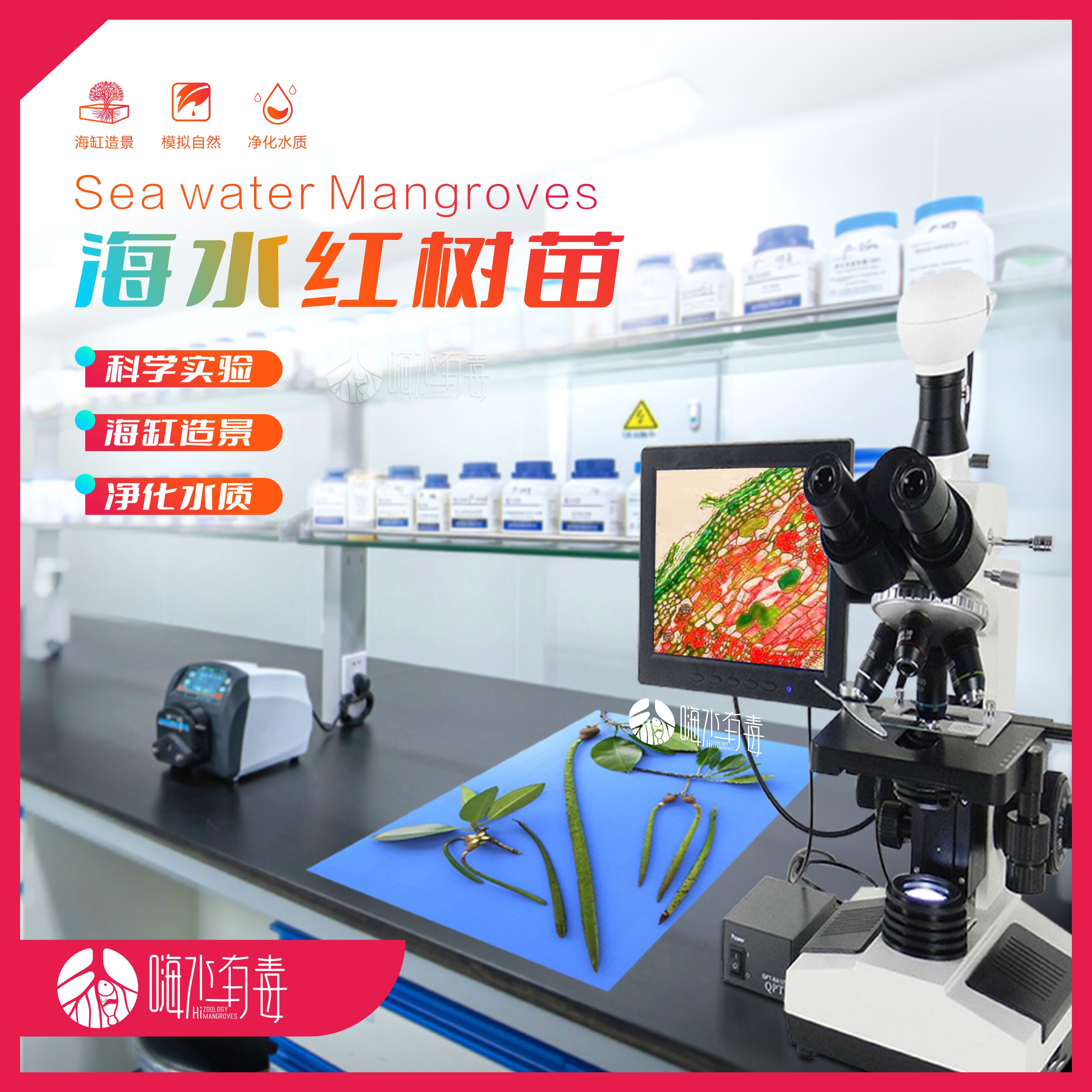 实验级别红树苗 海水红树  红树种子 原生海缸造景 海水植物实验
