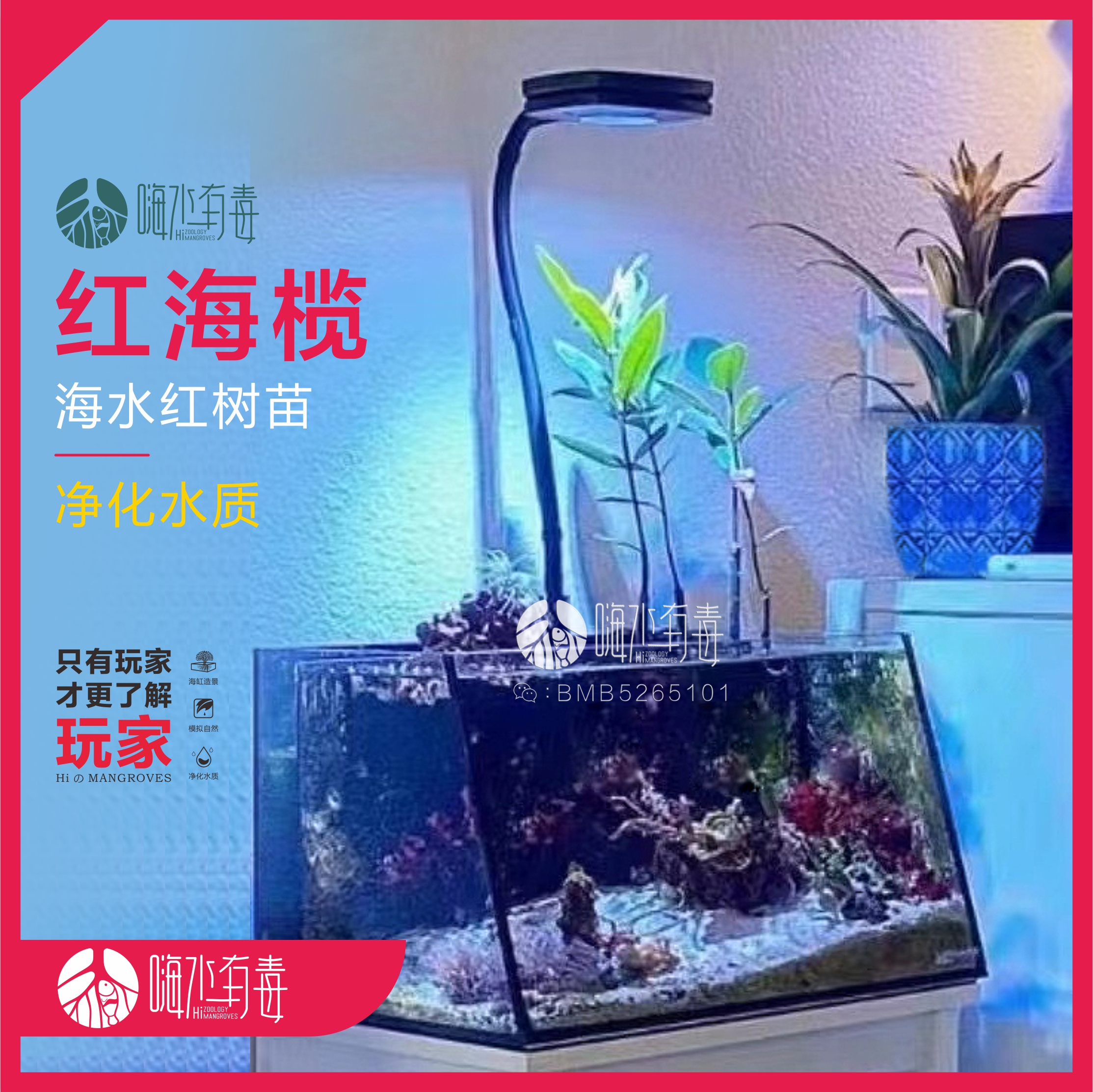 红树海缸净化水质红树植物