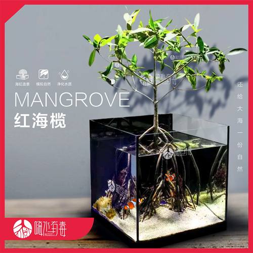 红海榄红树种子海缸植物红树林