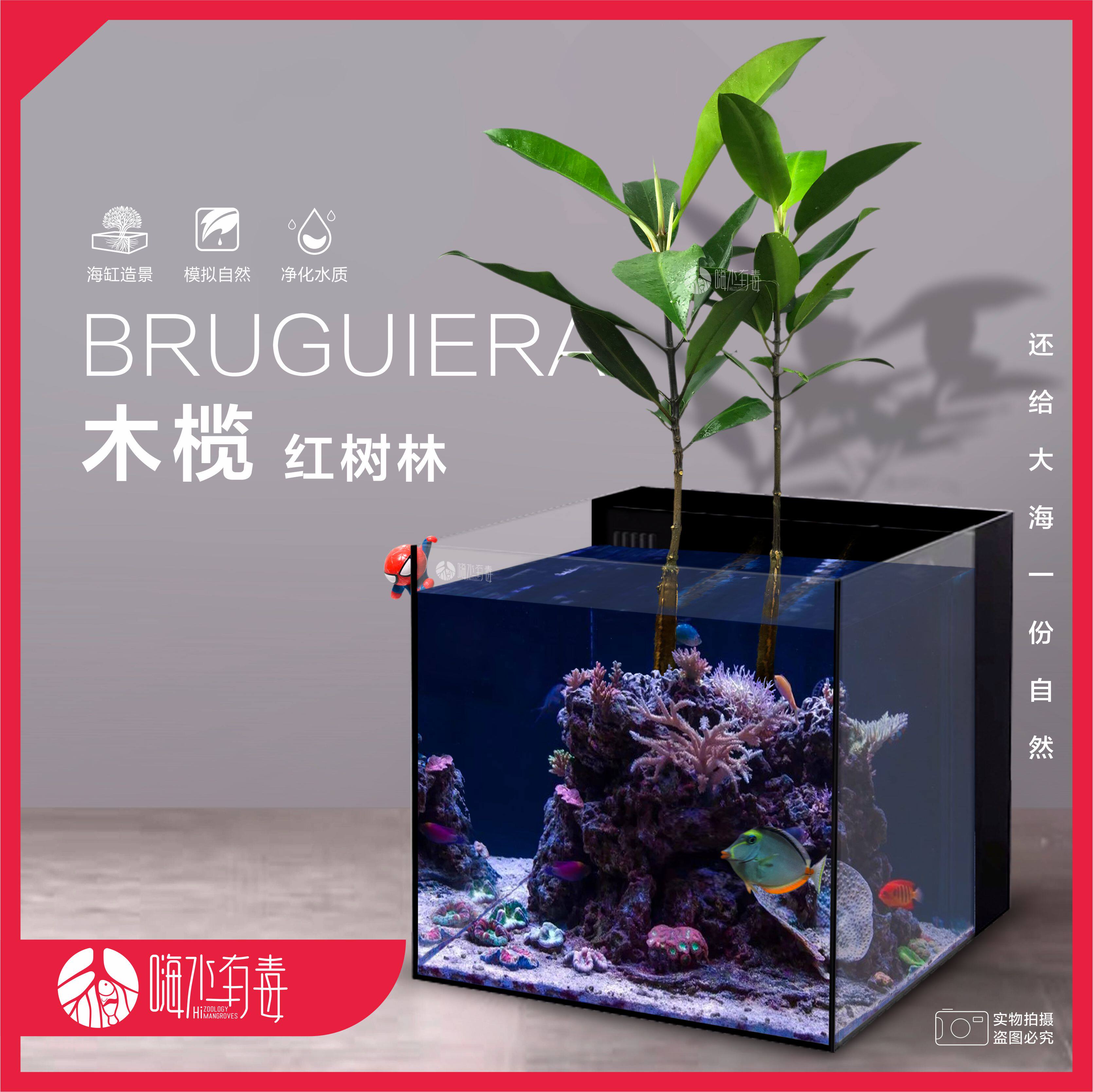 红树海水木榄水笔仔潮汐缸