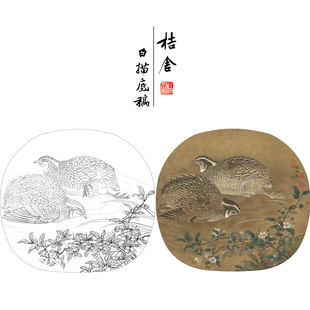 【有步骤、大彩图】工笔画白描底稿鹌鹑《临宋野卉秋鹑图》KC09