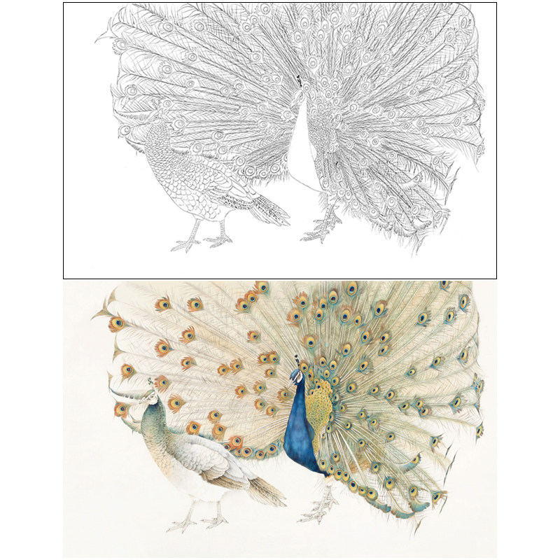 【有步骤】陈军工笔画白描底稿孔雀四尺多种尺寸《孔雀开屏》cj38