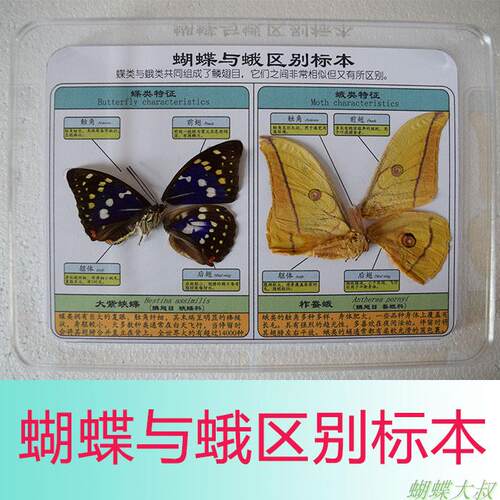 蛾子标本飞蛾蝴蝶区别与展示仪器
