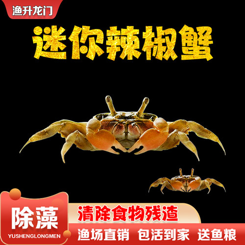 迷你蟹辣椒蟹观赏写宠物蟹小螃蟹