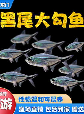 黑尾大勾鱼草缸群游鱼活体淡水大号黑尾灯鱼小型热带鱼观赏鱼批发