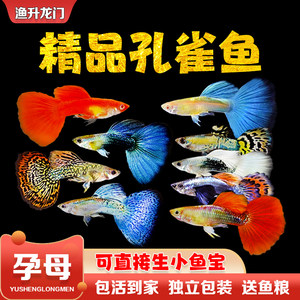 孔雀鱼淡水胎生鱼活体好养冷水金鱼小型热带观赏鱼精品纯种凤尾鱼