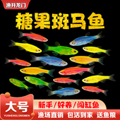 斑马鱼活体红蓝蝶翼好养金鱼冷水大号七彩荧光淡水小型热带观赏鱼