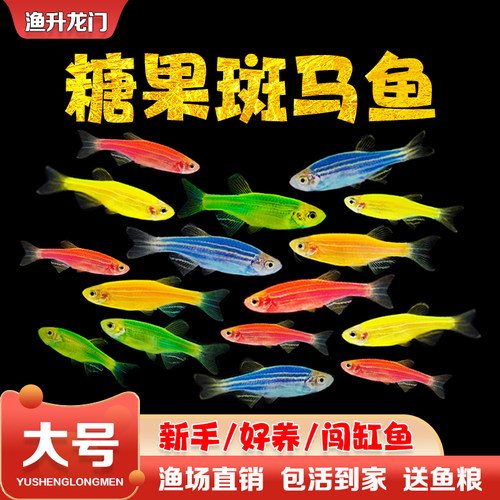 斑马鱼活体红蓝蝶翼好养金鱼冷水大号七彩荧光淡水小型热带观赏鱼 - 封面