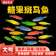 斑马鱼活体红蓝蝶翼好养金鱼冷水大号七彩荧光淡水小型热带观赏鱼