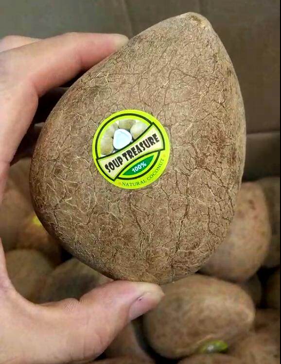 印度椰皇 1000克5-6只包邮 椰皇 海椰皇 无壳椰子皇海椰子煲