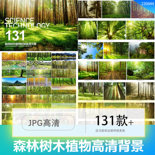 131张原始森林公园树木植物透光树林背景纹理高清大图JPG设计素材