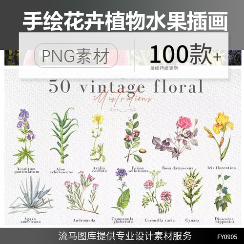 手绘复古写实花卉水果西瓜藤蔓植物树叶元素插画PNG免扣素材合集