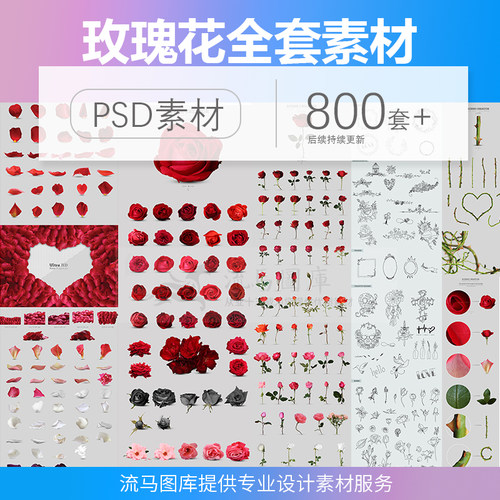 玫瑰花各色花瓣花枝单支手绘婚礼情人节海报活动AI psd设计素材