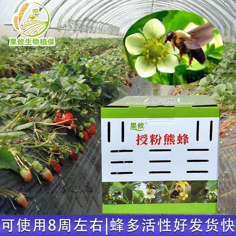 果攸熊蜂 授粉熊蜂 番茄甜瓜授粉草莓授粉约100只（含卵和幼蜂）,农用物资,授粉蜂,淘宝优惠券,粉丝福利购,淘宝优惠卷