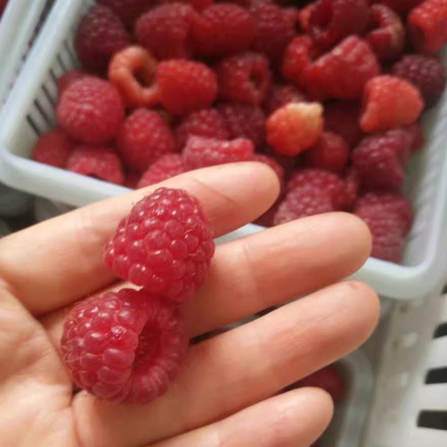 四季树莓结果托盘刺泡盆栽阳台