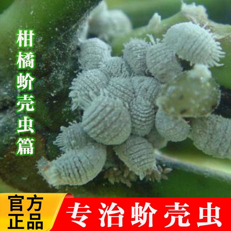 国光施奇蚧必治吡虫啉噻嗪酮专用药蚧壳虫杀虫剂柑橘月季介壳虫药-封面