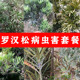罗汉松树苗病虫害杀虫杀菌套装 蚧壳虫白粉病黑斑专用药多肉杀虫剂
