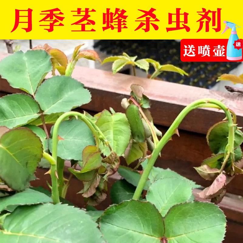 月季茎蜂除虫套装花卉蔷薇吡虫啉杀虫剂啶虫脒除蚜虫蓟马小黑飞药