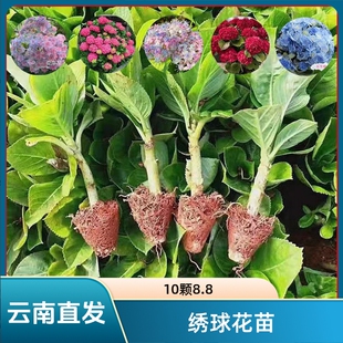 云南绣球花苗基地直销阳台庭院无尽夏八仙花盆栽地栽耐寒原土发货