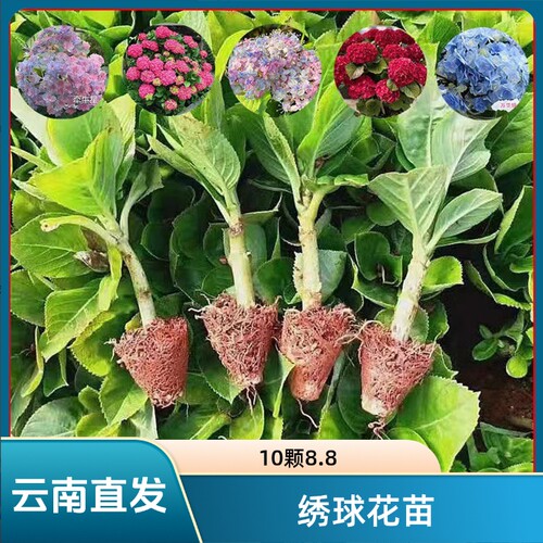 云南绣球花苗基地发货阳台庭院无尽夏八仙花盆栽地栽耐寒原土发货