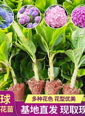 云南发货 绣球花苗小苗10棵花期好种 阳台盆栽大花易活植物无尽夏