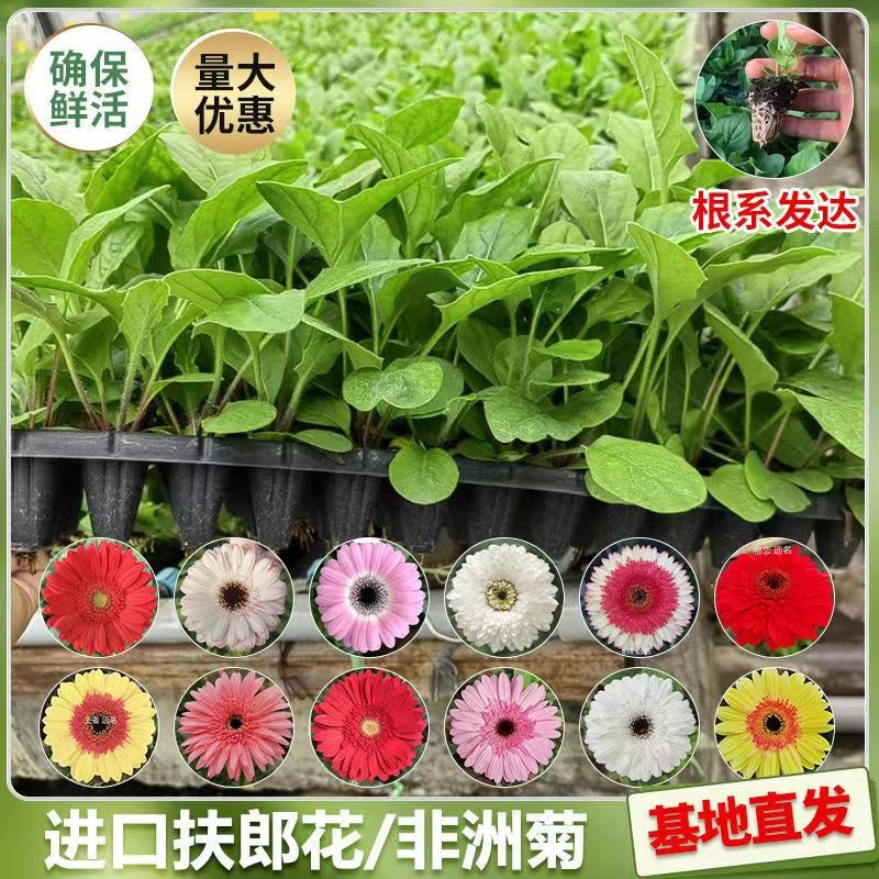 非洲菊花苗盆栽花苗扶郎花小苗原土发货绿植花卉阳台庭院易活种苗