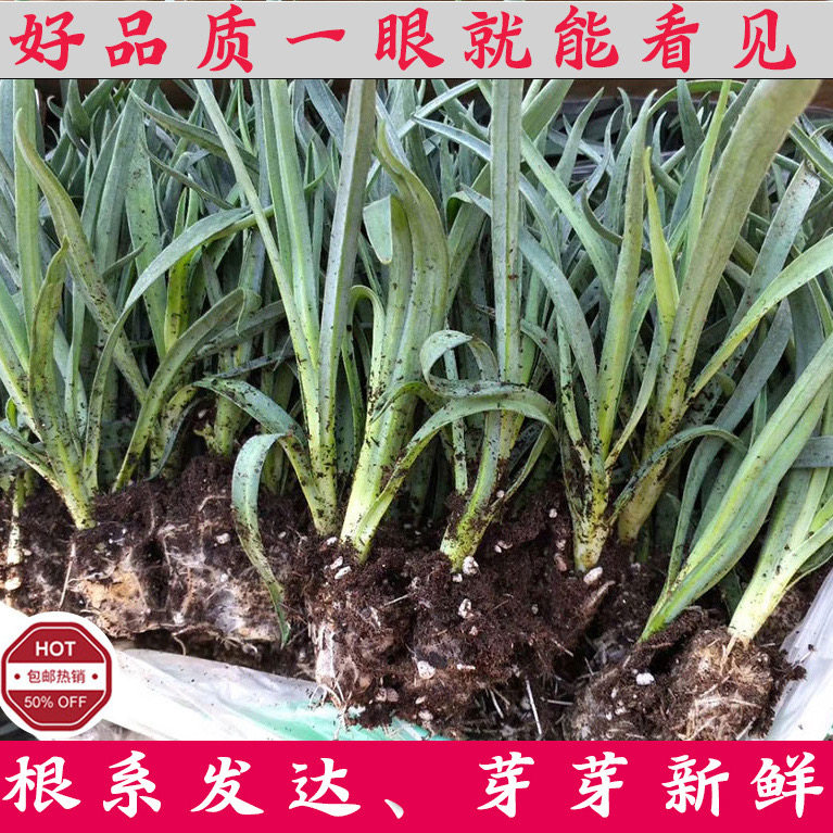 重瓣康乃馨花苗原土发货高杆大花