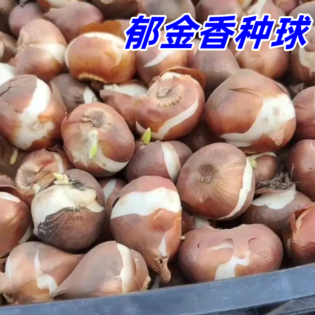 云南种球郁金香种球耐寒多年生植物适合室内室外地栽阳台种植花卉
