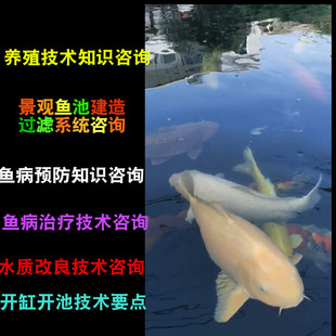 老客户专用链接 私人订制 锦鲤饲养技术咨询