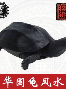 墨龟顶墨中华草龟宠物龟外塘