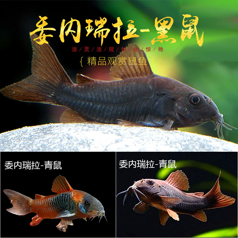 委内瑞拉黑鼠老鼠鱼金苔鼠鱼清道夫除藻工具鱼底栖鱼异形鱼热带鱼
