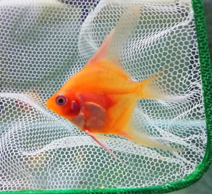 红魔鬼神仙魔门斯卡秘鲁伊莎贝尔红背埃及燕鱼观赏鱼热带鱼南美鱼