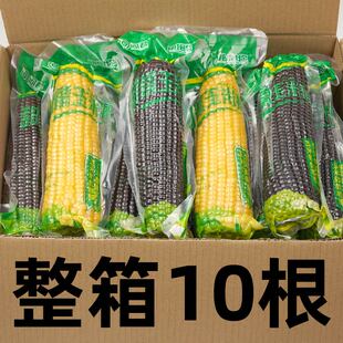 黑紫玉米真空装独立包装黄糯玉米减代餐早餐整箱10根大棒