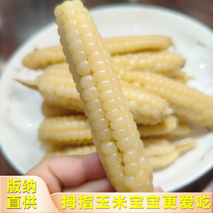 云南西双版纳拇指玉米傣家香糯小玉米新鲜儿童宝宝早餐手指玉米棒