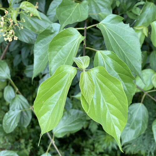 现摘新鲜神仙豆腐树叶子可做凉粉