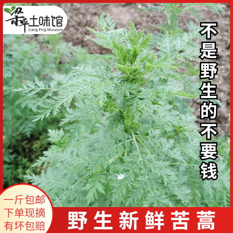 重庆野生 新鲜青蒿 黄花蒿香蒿草蒿臭蒿犱蒿整株全草冰袋保鲜发货