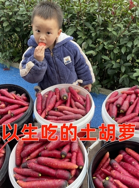 老品种胡萝卜传统紫色新鲜胡萝卜农家自种循环自留种小胡萝卜重庆