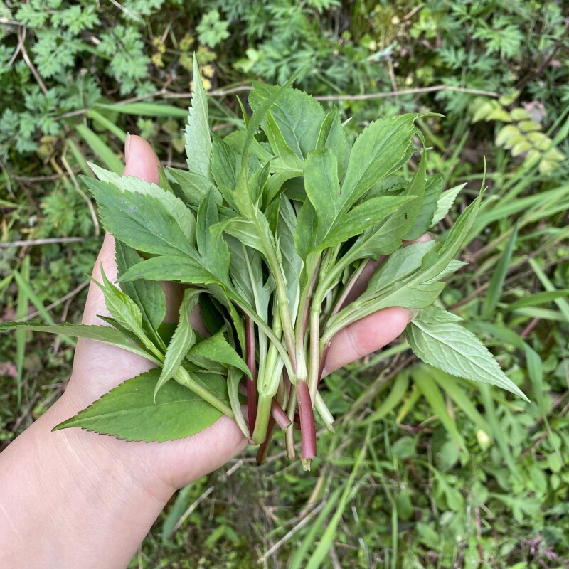 重庆野生苦斋菜新鲜苦菜公现摘野菜败酱草泡茶中药材原料广东福建